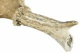 Pleistocene Fossil Deer (Odocoileus) Partial Antler/Skull #265351-2